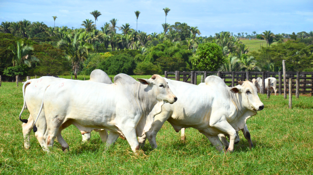 Agro MS: estabilidade marca boi, soja e milho; suínos e frango mantêm viés de margem