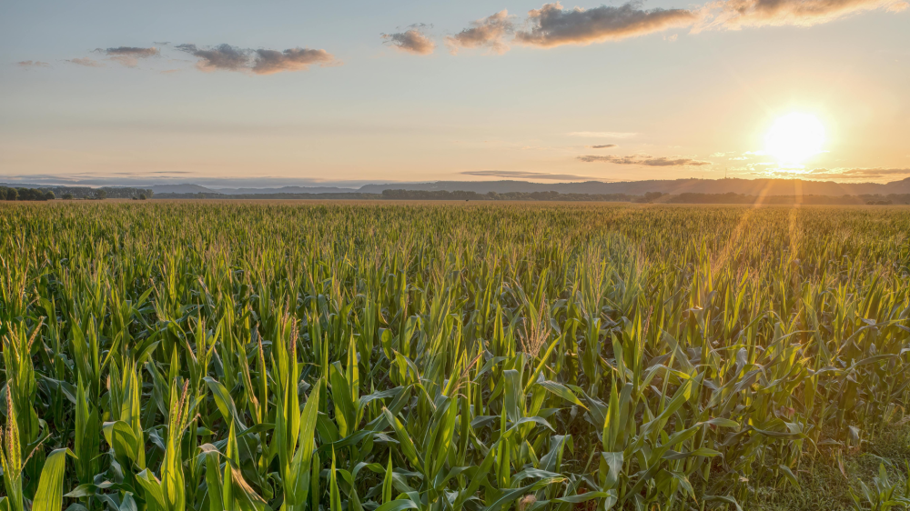 Agro MS: estabilidade marca grãos e proteínas enquanto ração segura custos