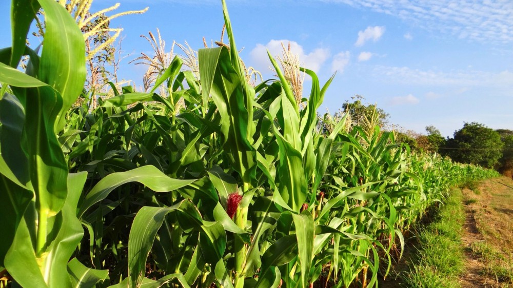 Boi, milho, soja e mais: veja o desempenho das principais commodities em Mato Grosso do Sul