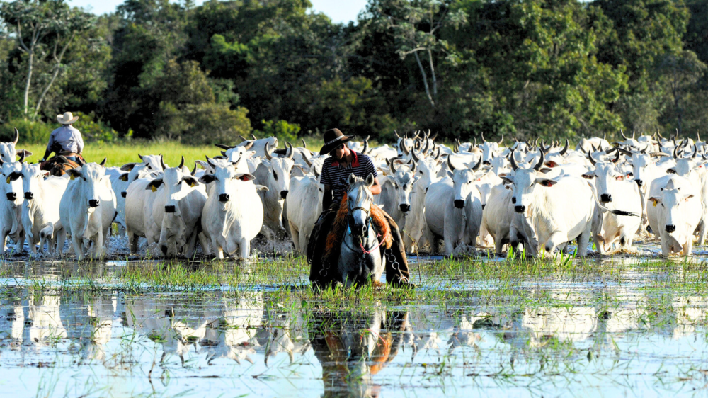 Sustentabilidade e inovação impulsionam crescimento da pecuária brasileira nas exportações mundiais