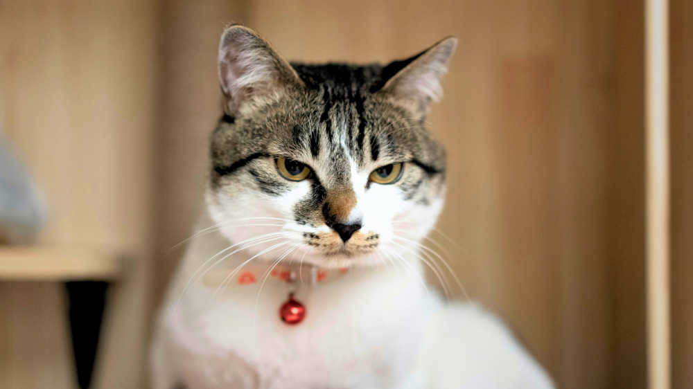 Gatos evitam pessoas que falam demais ou alto por terem audição extremamente sensível