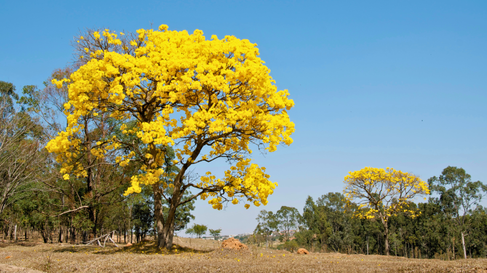 Prefeitura de Campo Grande lança orientações sobre espécies indicadas e proibidas para arborização urbana