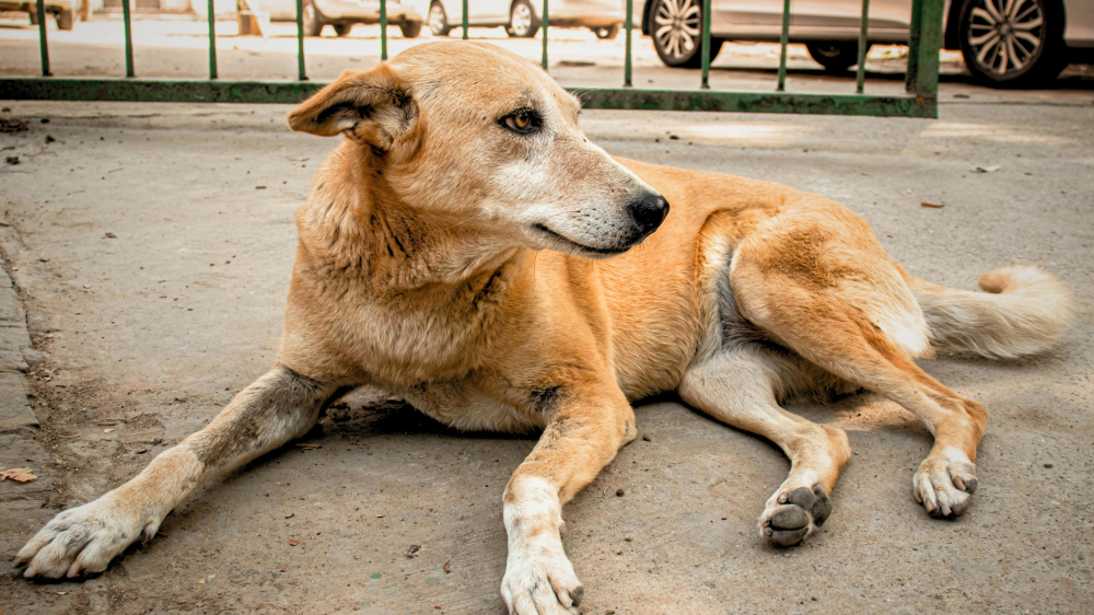 Por que o cachorro caramelo é o pet mais querido do Brasil?