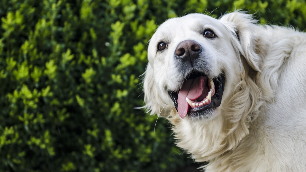 Como a personalidade do tutor influencia o bem-estar e o comportamento do cão