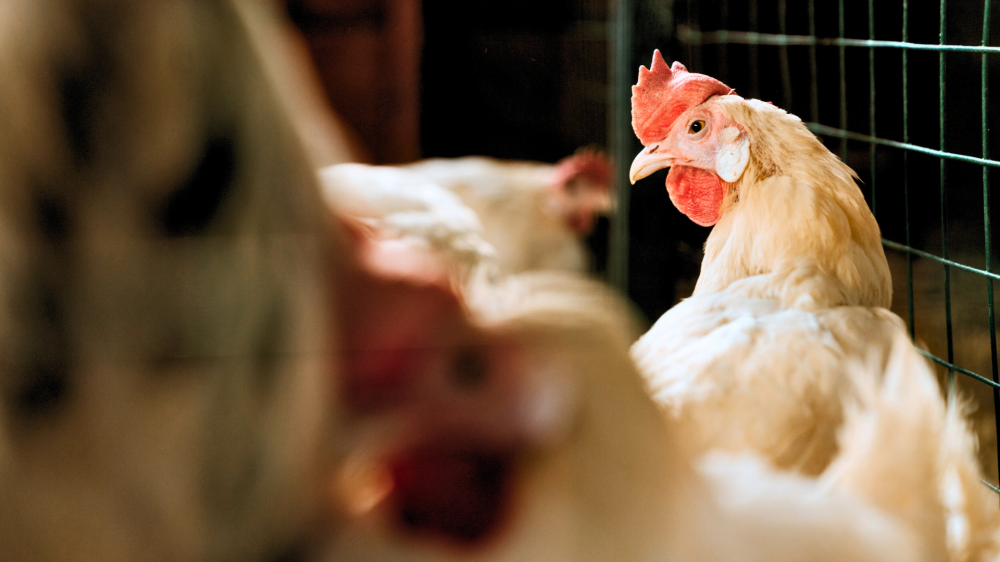 Mercado do agro em MS mantém firmeza e preços valorizados neste sábado