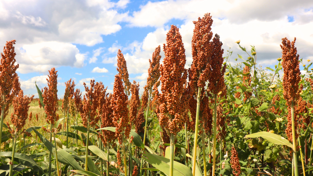 Mato Grosso do Sul inicia semana com estabilidade e valorização nas cotações do agro