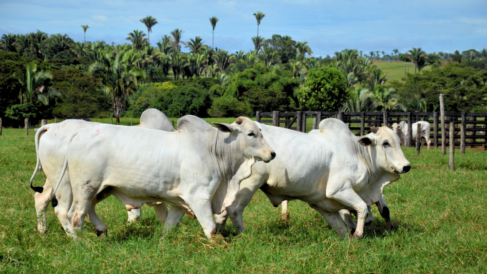 Boi gordo valoriza e grãos se mantêm positivos nas principais praças agrícolas do estado