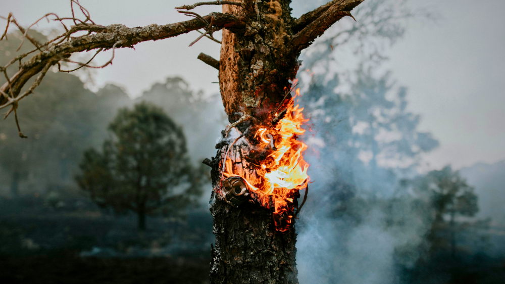 MPMS abre investigação após queimada atingir 468 hectares de vegetação no Cerrado em Sonora