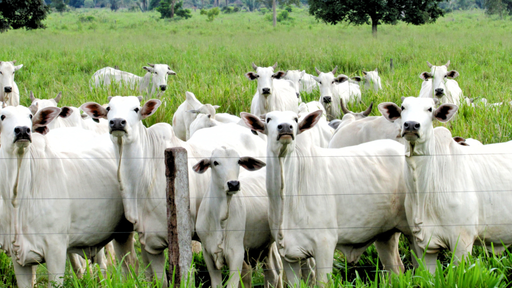 Mato Grosso do Sul amanhece com preços estáveis no campo e bom cenário para o produtor