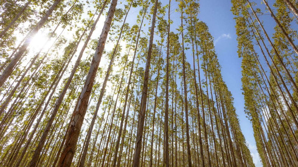 Vale da Celulose impulsiona crescimento de 40% na base florestal de Mato Grosso do Sul até 2028