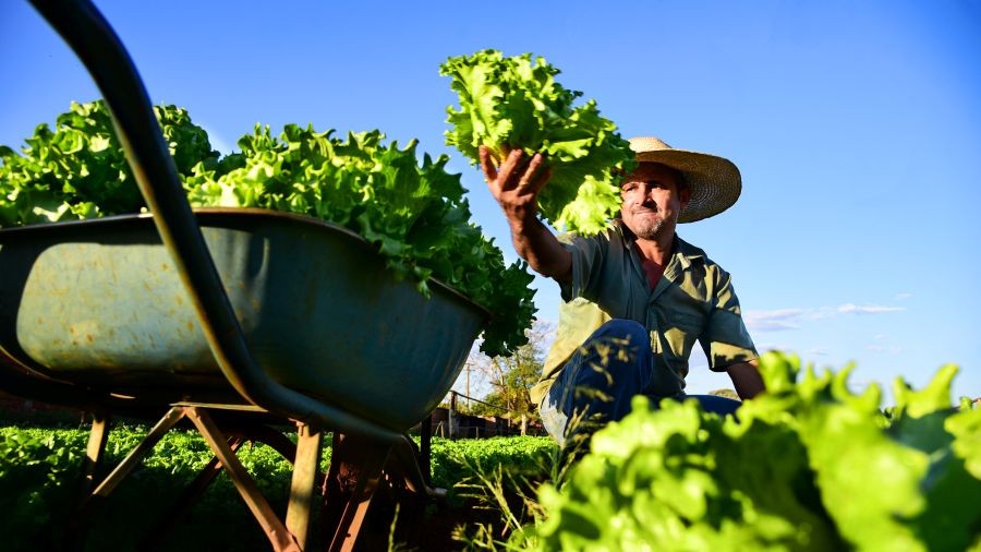 Parceria entre Senar/MS e Prefeitura fortalece produção da agricultura familiar em Campo Grande