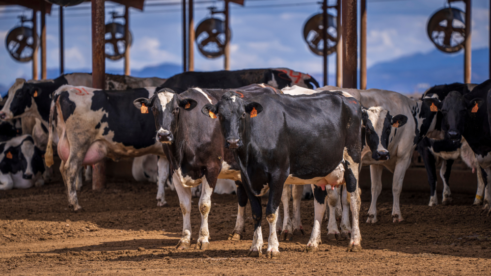 Mercado de MS inicia semana com cotações estáveis para grãos e proteínas animais