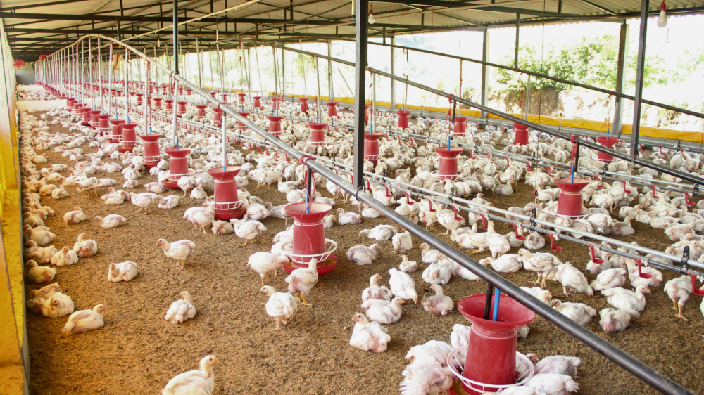 Mercado agropecuário de MS mantém estabilidade e leve valorização em 23 de outubro