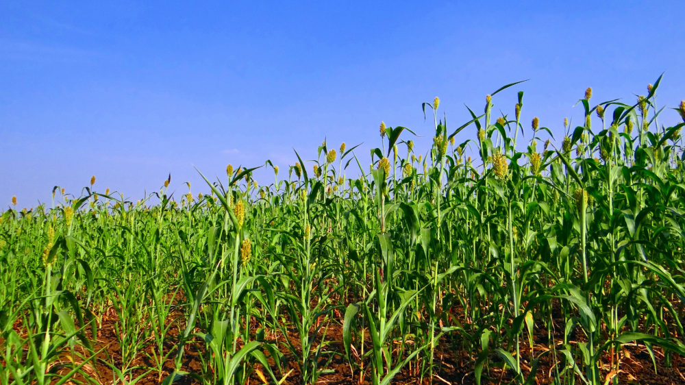 Mercado agropecuário de Mato Grosso do Sul apresenta equilíbrio nas principais cotações