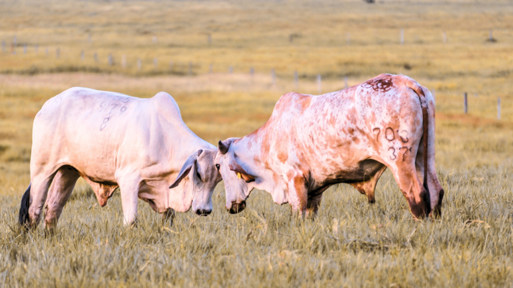 Mato Grosso do Sul acompanha cotações firmes e mercado agropecuário equilibrado