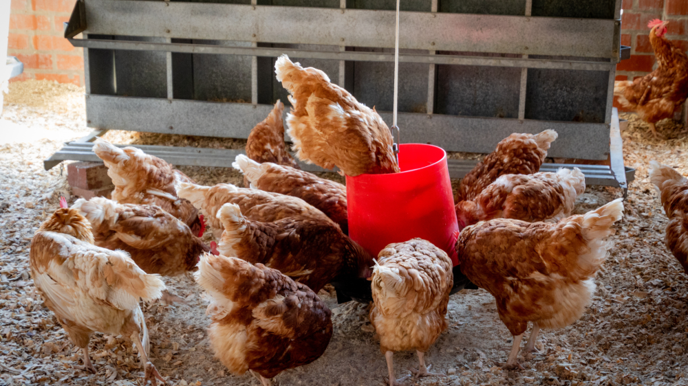 Cotações agropecuárias de Mato Grosso do Sul mostram estabilidade no mercado em 06/11