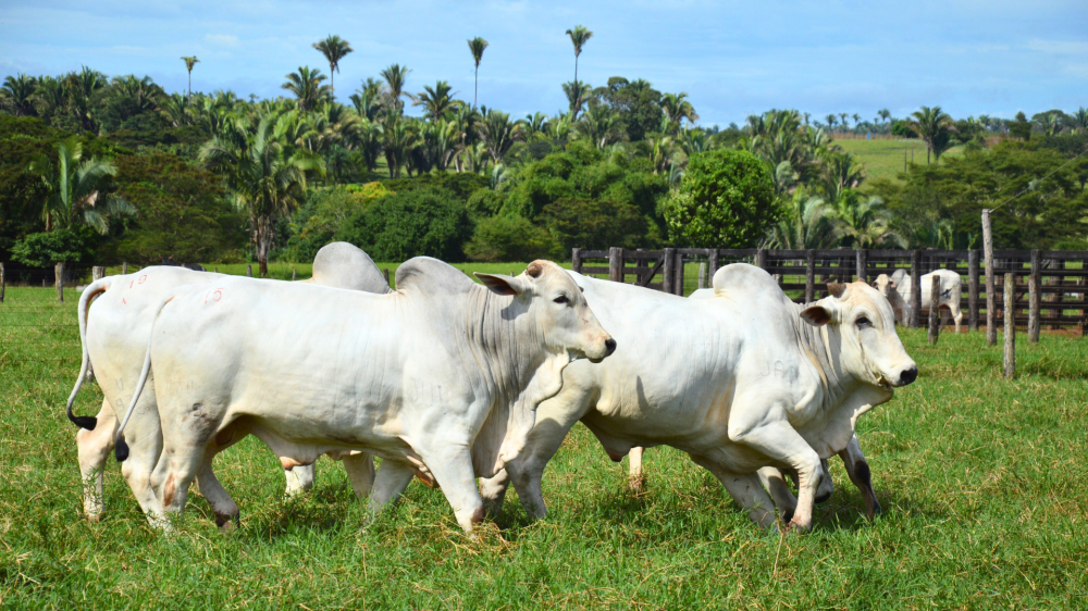 Preços do boi gordo e soja seguem valorizados no campo sul-mato-grossense