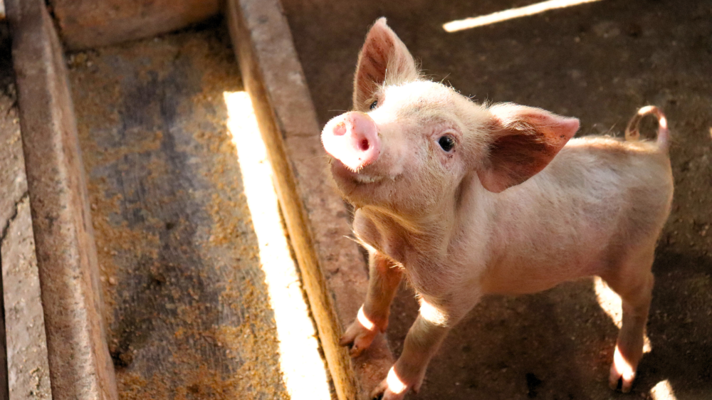 Cotações agropecuárias de Mato Grosso do Sul mantêm estabilidade no dia 12 de novembro