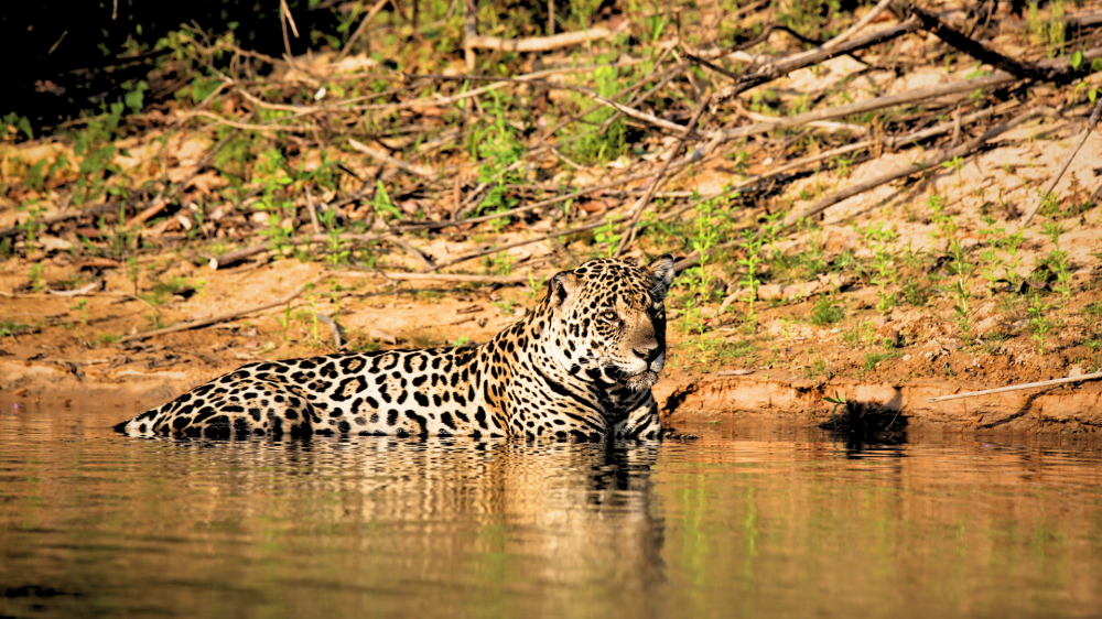 Pantanal, cultura e natureza: celebrando Francisco Anselmo, Manoel de Barros e a Guavira