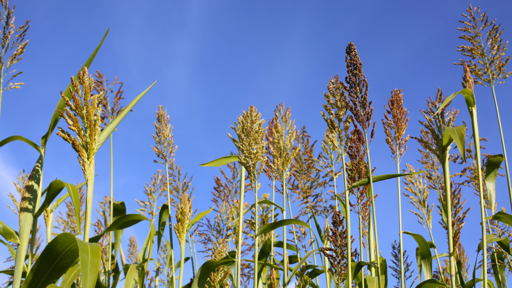 Preços do sorgo e milho refletem demanda crescente para alimentação animal