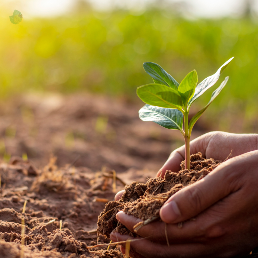 Sebrae amplia atuação no universo de bioeconomia