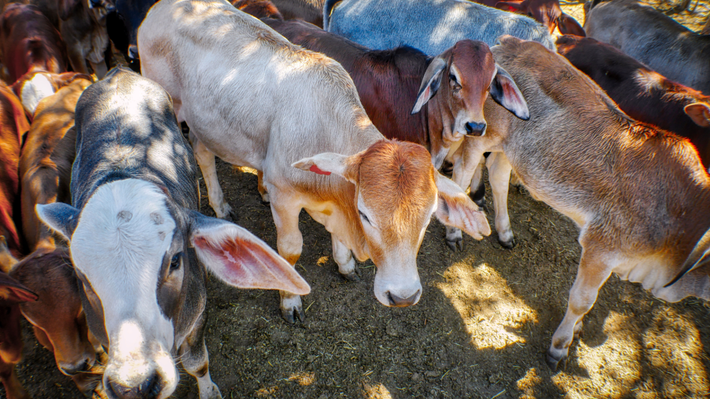 Preços firmes marcam as cotações agropecuárias em MS nesta terça-feira
