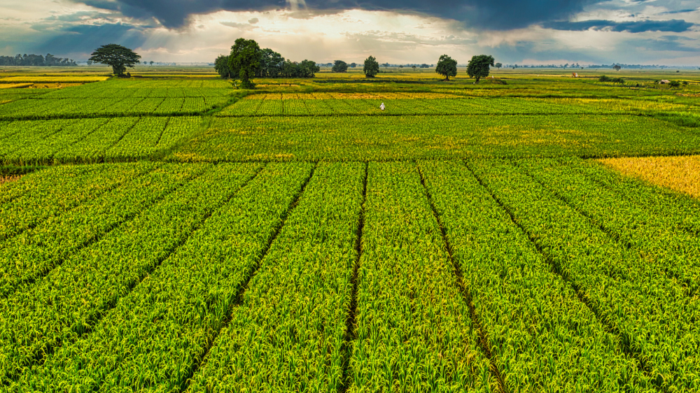 Mercado rural de MS registra estabilidade nas cotações de proteína e grãos