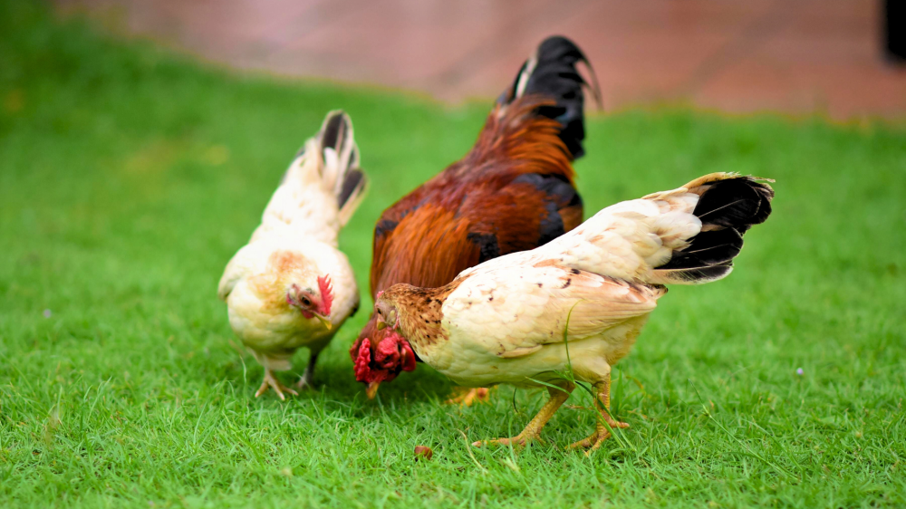 Produtores de MS acompanham estabilidade em preços do agronegócio nesta quinta-feira