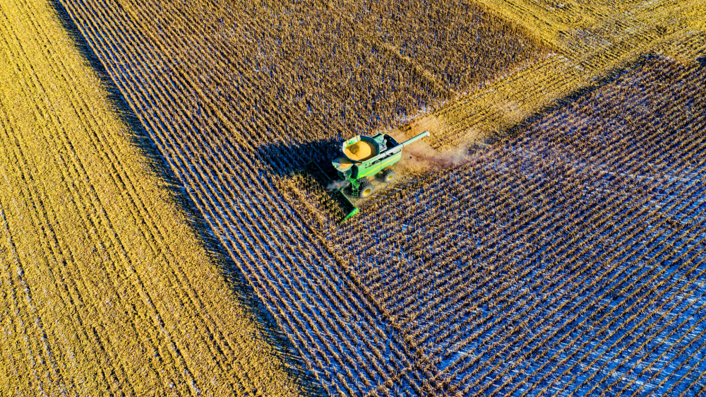 Mercado agropecuário de MS permanece estável nas cotações deste sábado