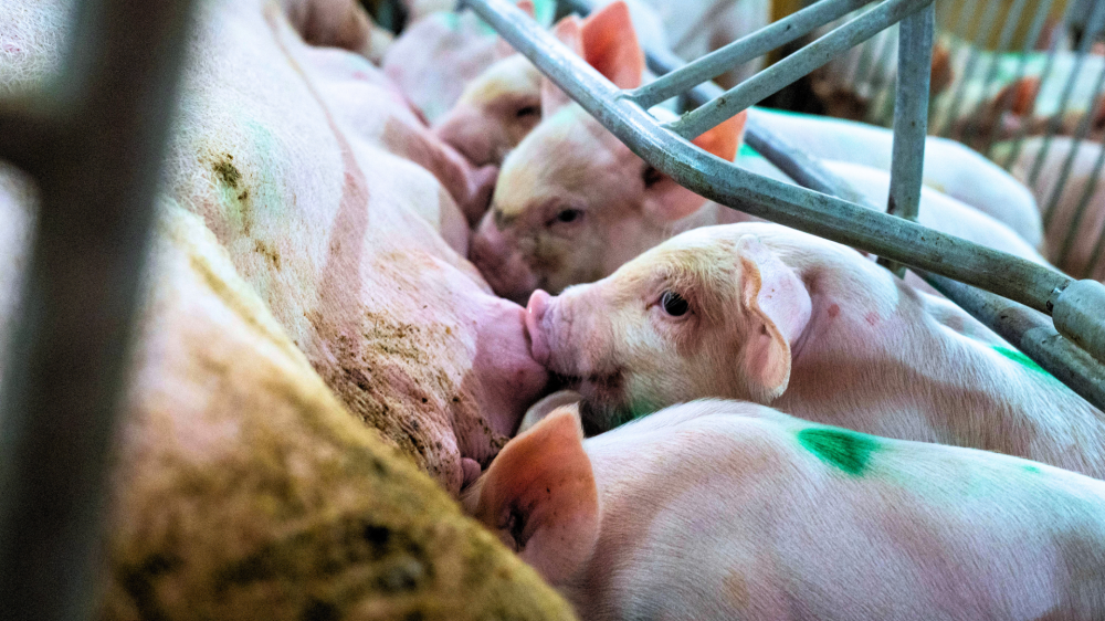 Mercado agropecuário de MS abre a semana com estabilidade nas cotações