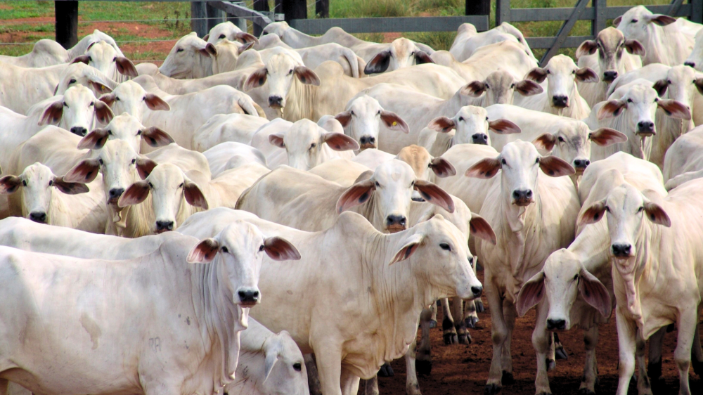 Mercado agropecuário de MS inicia dezembro com cotações estáveis para boi, soja, milho e proteínas animais
