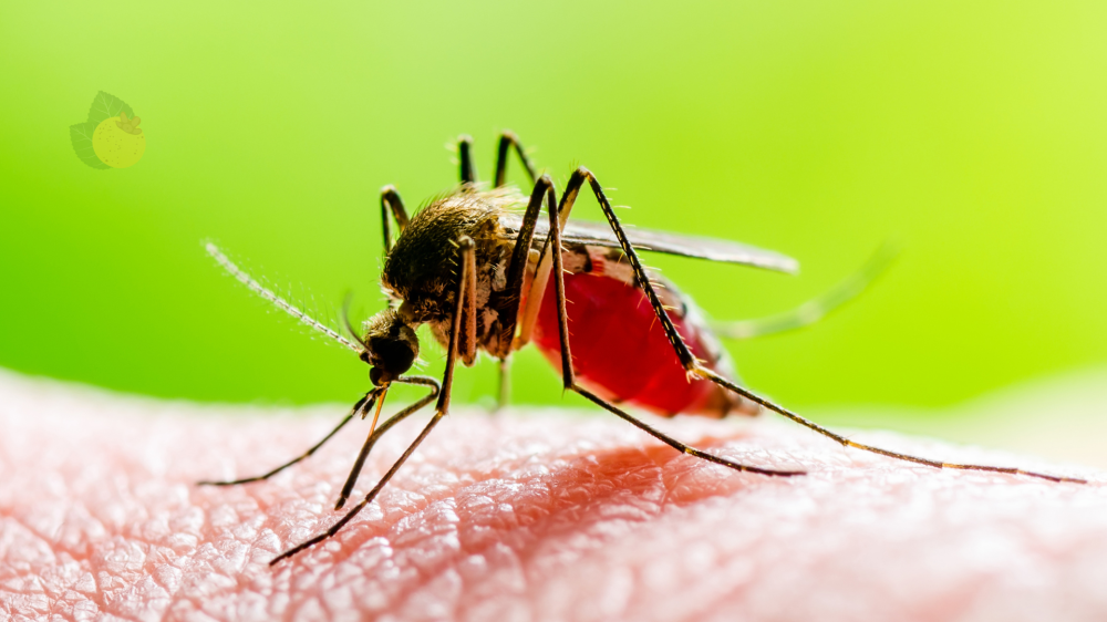 SESAU se prepara para receber 625 testes rápidos de dengue na semana que vem