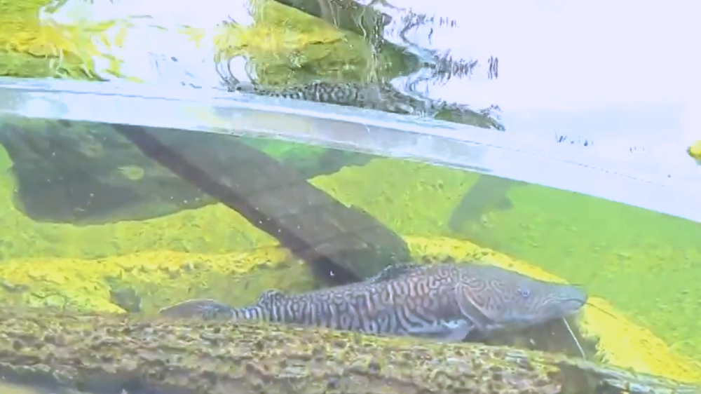 Bioparque Pantanal reintroduz cachara após tomografia pioneira na UFMS e três meses de quarentena