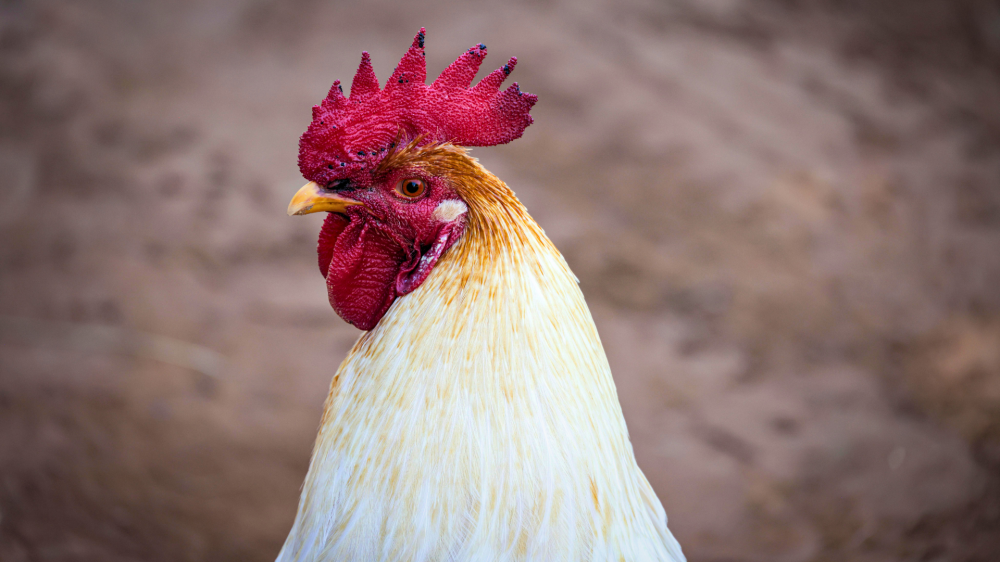 Agro de MS entra no fim de semana com preços estáveis para boi, soja, milho e proteínas animais