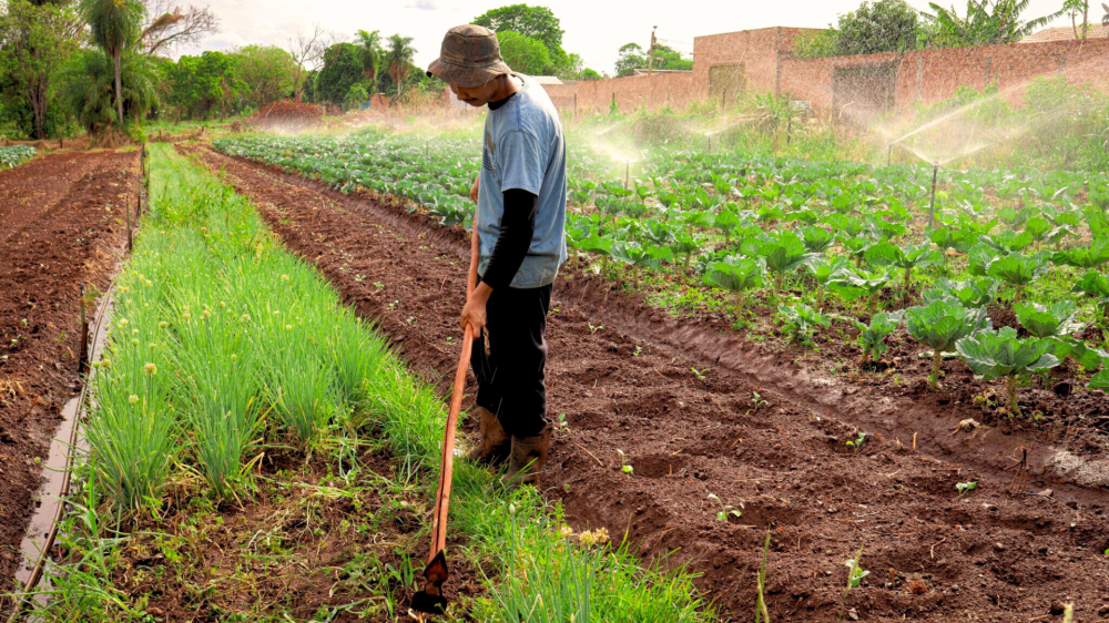 Kits de irrigação garantem produção o ano todo para agricultores familiares de Campo Grande