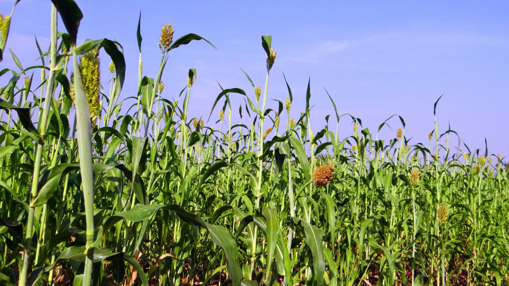 Sorgo competitivo e milho firme sustentam custos de ração para aves e suínos em MS