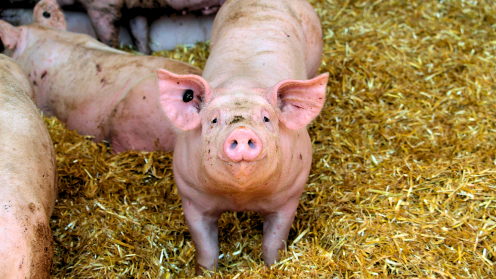 Milho, sorgo, frango, ovos e suínos iniciam o dia com preços estáveis no mercado sul-mato-grossense