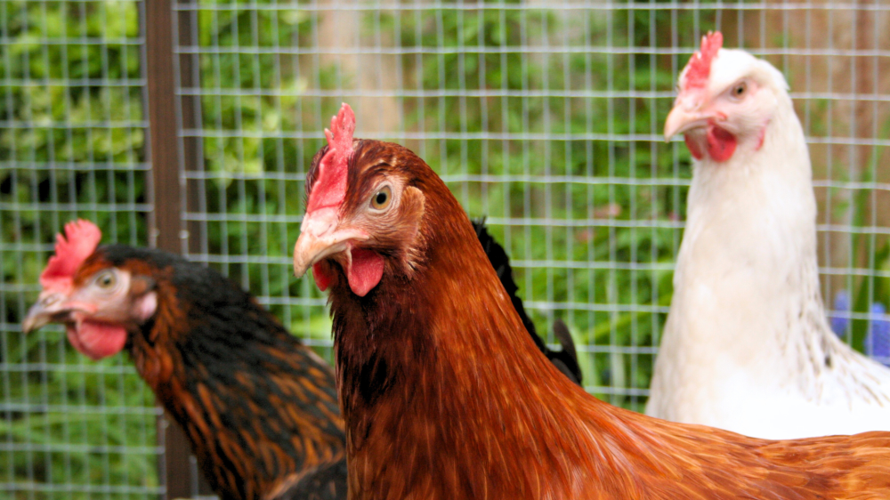 Milho, sorgo, frango, ovos e suínos iniciam sexta-feira com preços estáveis em Mato Grosso do Sul