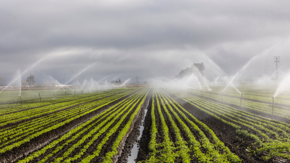 Estabilidade nas cotações agropecuárias de Mato Grosso do Sul