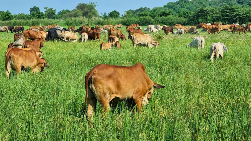 Recuperação de pastagens coloca Mato Grosso do Sul na liderança verde