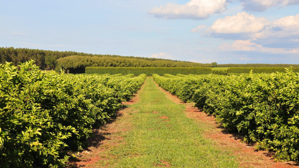 IAGRO/MS encerra amanhã prazo para monitoramento do greening em MS