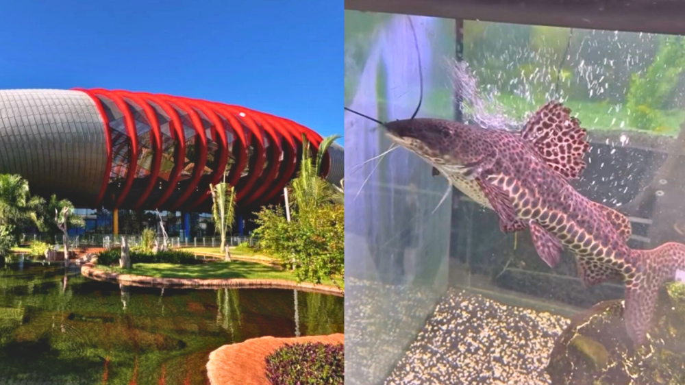 Bioparque Pantanal recebe novo morador vindo de pet shop de Campo Grande