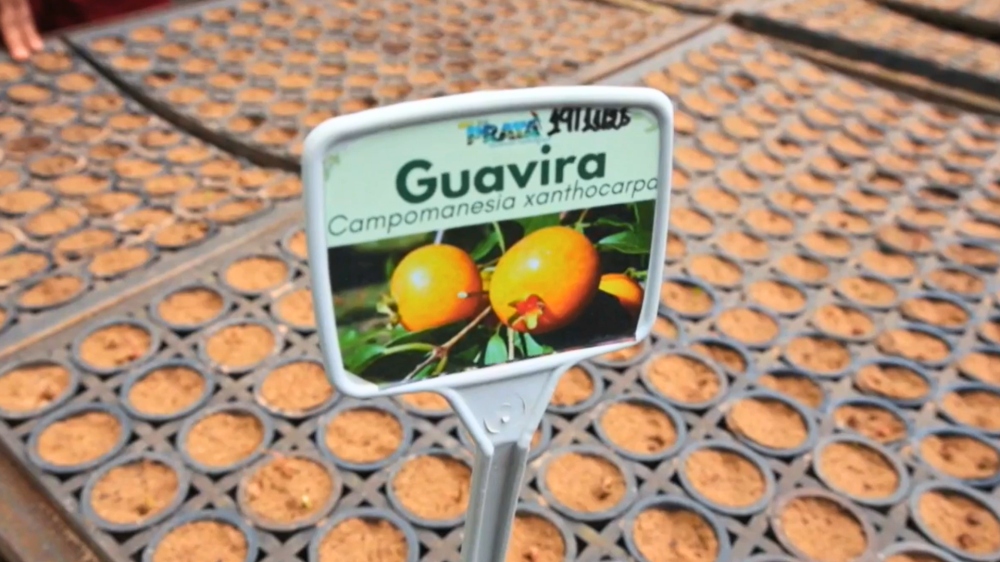 Guavira impulsiona projetos de conservação e geração de renda no MS