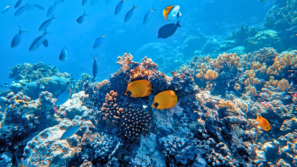 Oceano acumulou calor recorde em 2025 superando todos os registros históricos