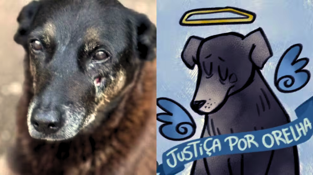 Polícia Civil cumpre mandados em operação contra abusos ao cão Orelha