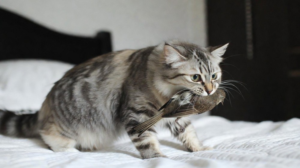 Entenda por que os gatos trazem presentes para seus tutores