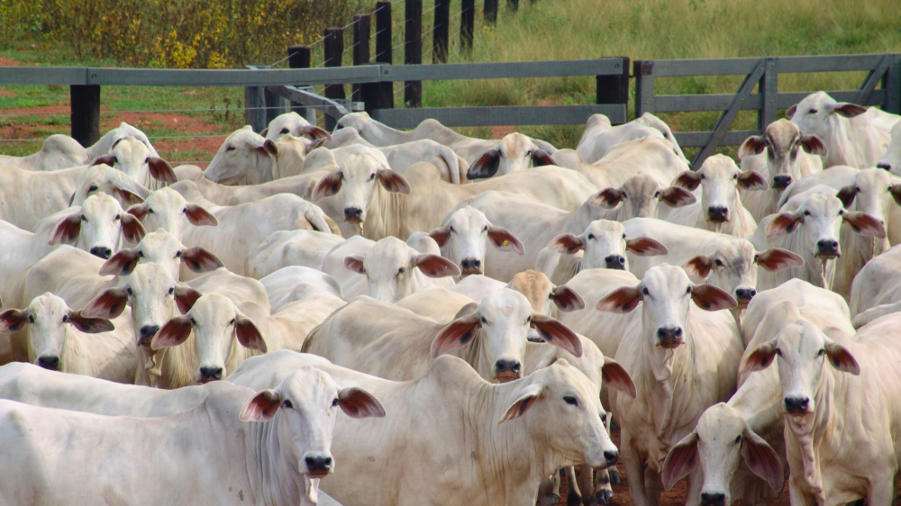 Agricultura de Mato Grosso do Sul impulsiona o maior crescimento do país