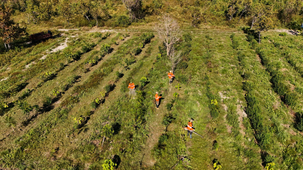 Programa PSA Brigadas destina mais de R$ 61 milhões para preservar o Pantanal