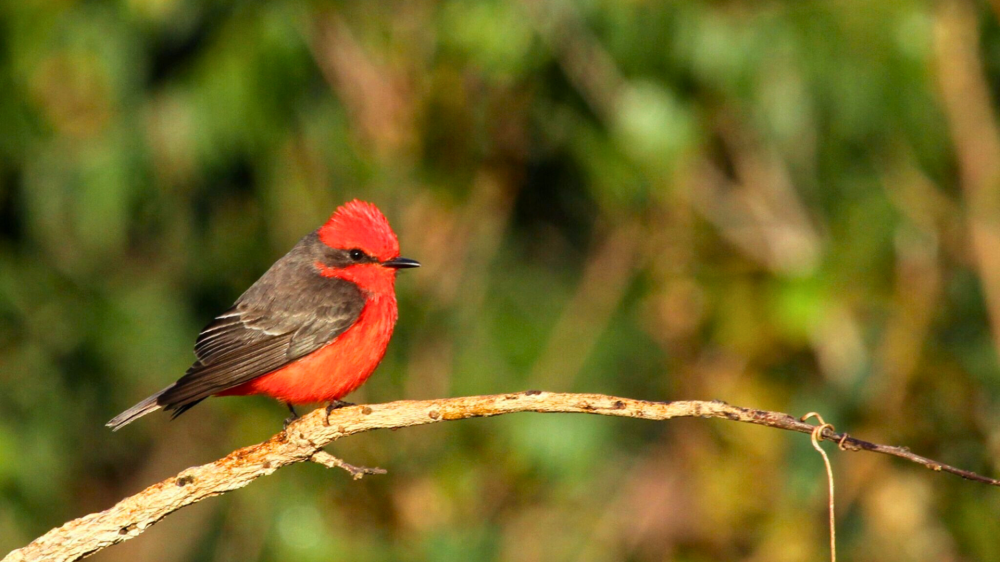 Cop15 do quintal de casa: jovens de Campo Grande descobrem mais de 80 aves
