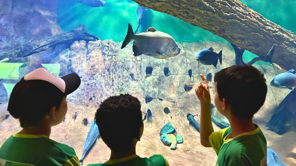 Bioparque Pantanal completa 4 anos com 1,5 milhão de visitantes e selo internacional
